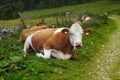 Cows on Alpine Pasture Royalty Free Stock Photo