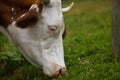 Cows on Alpine Pasture Royalty Free Stock Photo