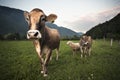 Cows in the alps