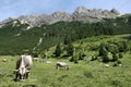 Cows in Alps