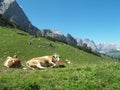 Cows in the Alps Bavaria