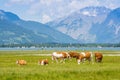 Cows in Alps