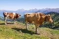 Cows in Alps, Switzerland