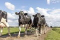 Cows approaching, walking on a path in a pasture Royalty Free Stock Photo