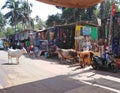 Cows in Arambol street. Goa, India.