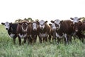 Cows in the Argentine Royalty Free Stock Photo
