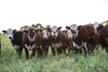 Cows in the Argentine Royalty Free Stock Photo