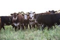 Cows in the Argentine Royalty Free Stock Photo