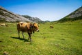 Cows around Covadonga lakes, Picos de Europa, Asturias, Spain Royalty Free Stock Photo