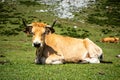 Cows around Covadonga lakes, Picos de Europa, Asturias, Spain Royalty Free Stock Photo