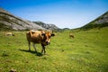 Cows around Covadonga lakes, Picos de Europa, Asturias, Spain Royalty Free Stock Photo