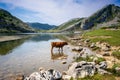 Cows around lake Enol in Picos de Europa, Asturias, Spain