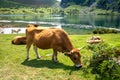 Cows around lake Enol in Picos de Europa, Asturias, Spain