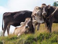 Cows in the Austrian mountains gazing relaxed