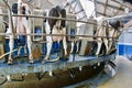 Cows are automatically milked in the milk carousel