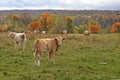 Cows and autumn forest Royalty Free Stock Photo