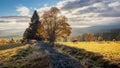 Cows on autumn morning pasture Royalty Free Stock Photo