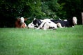Cows and baby calf on meadow grazing and run free Royalty Free Stock Photo