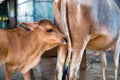 The cows back and a calf preparing to drink milk from the mother cow. Cow is going to feed her baby calf