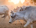 Cows in Bagan, Myanmar Royalty Free Stock Photo