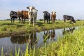 Cows at the bank of a creek, a horned group standing in a landscape of flat land, reflection in water and blue sky