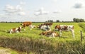 Cows on edge of a creek, in a typical landscape of Holland, summer afternoon and a group of young cows cozy together lying in the Royalty Free Stock Photo