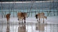 Cows on Bara Beach Bira Sulawesi