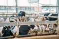 Cows in barn in dairy farm. Industrial breeding cattle