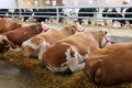 Cows in the barn laying down