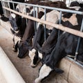 Cows at barn stall in farm