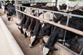 Cows at barn stall in farm