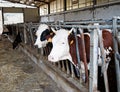 Cows in barn, waiting for hay.