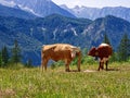 Cows in Bavarian alps landscape in summer Royalty Free Stock Photo