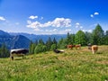 Cows in Bavarian alps landscape in summer Royalty Free Stock Photo