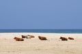 Cows on the beach. Royalty Free Stock Photo