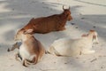 Cows at beach Royalty Free Stock Photo