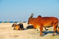 Cows at the beach Royalty Free Stock Photo