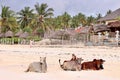 Cows on the beach in Paje, Zanzibar, Africa Royalty Free Stock Photo