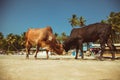 Cows on the beach Palolem, India Royalty Free Stock Photo