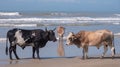 Cows on the beach at Port St Johns on the wild coast, South Africa. In the background, children bathe in the sea.