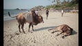 Cows on the beach Vagator