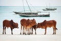 Cows on Beach in Zanzibar. Royalty Free Stock Photo