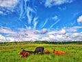 Cows and beautiful sky countryside