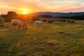 Cows behind a Blazing Sky sunset Royalty Free Stock Photo