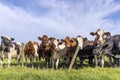 Cows behind fence, standing together waiting, green grass, a herd side by side Royalty Free Stock Photo