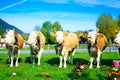 Cows Being Decorated For The Aelplerfest