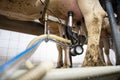 Cows being milked Royalty Free Stock Photo