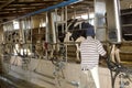 Operational Milking Parlour