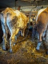 Cows being milked Royalty Free Stock Photo