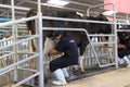 Cows being milked professionally